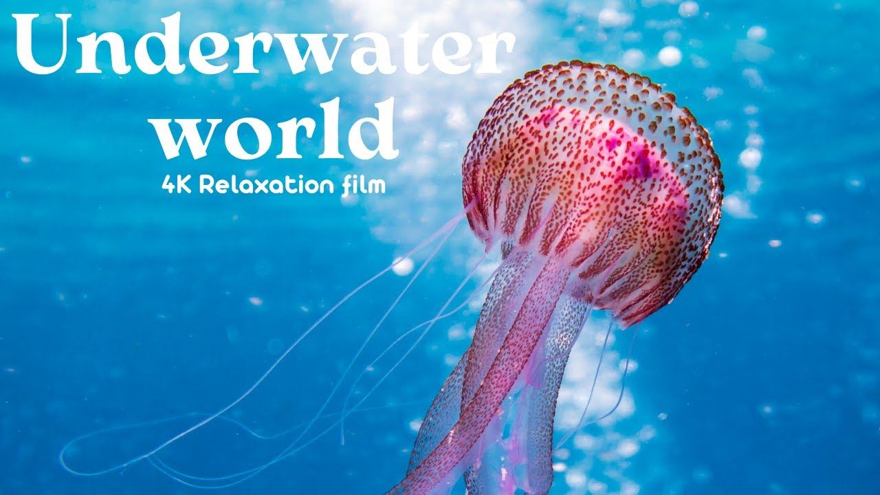Underwater World - 4K - Relaxation Film With Calming Music
