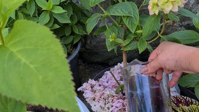 Продолжаю купать саженцы Гортензии в Хилат железа +Марганцовка+Уксус и полив под корень 2-3 летних.