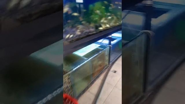 Мастер Дима Сулейман Ташкент ролик карма  Aqua_vit для рыбы состав креветки+ракушк миди 10.09.2023г