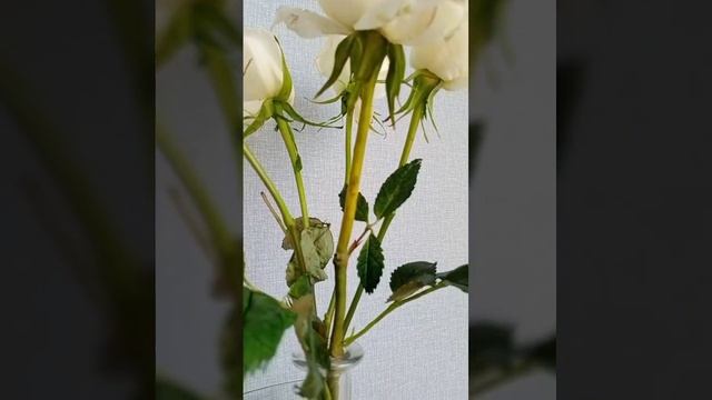 Белая Роза из холодного фарфора