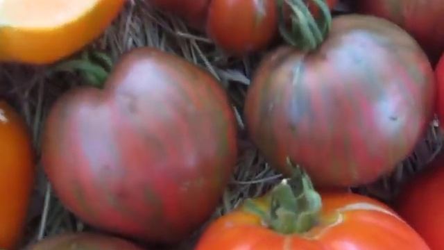 Обзор сортов высокорослых вкусных томатов. Зарубежная и отечественная селекция.Часть 1 ( 2024 г)