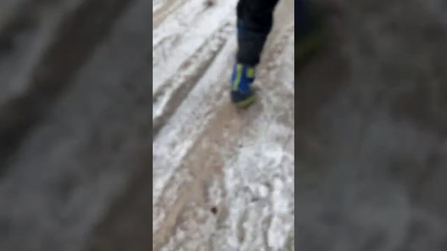 Собаки лают