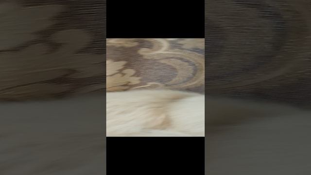 кошка кто самый умный кот? или пати, или зуха.