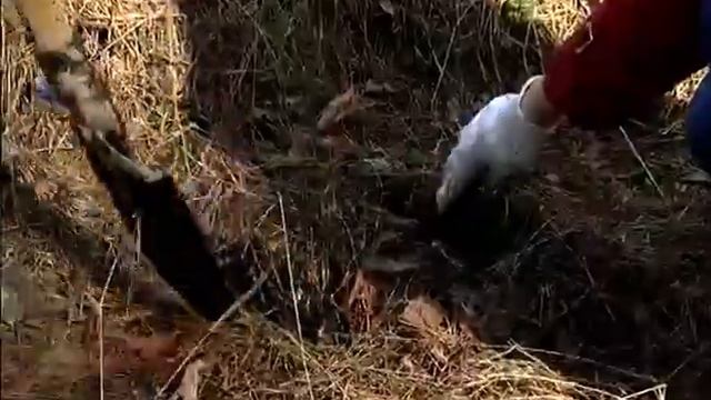 Пестречинцы посадили восемь тысяч хвойных деревьев