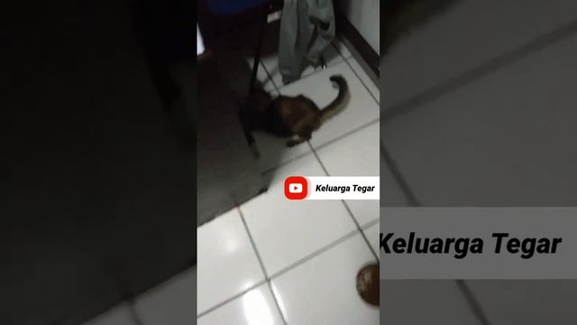 Cerebellar Hypoplasia Cat #Kucing (2)