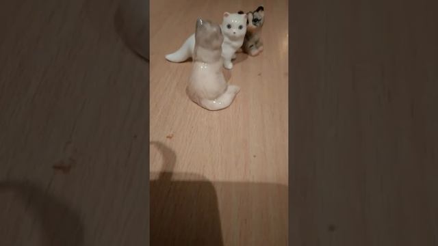 Кошачая семя