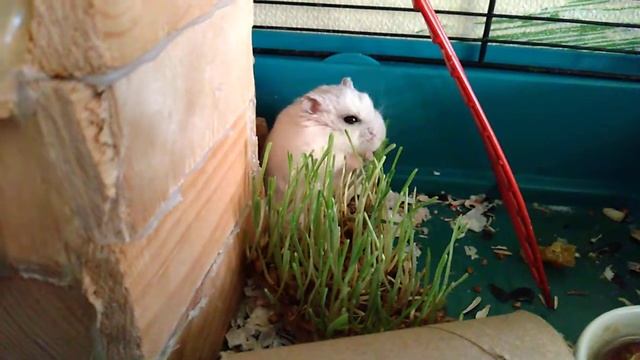 хома радуется пшеничке