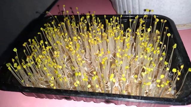 3.5 дня как посеял. выставляю на свет