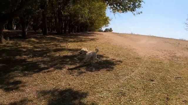 Осенние озёра с собакой | прыжки собаки | Jessica's Live