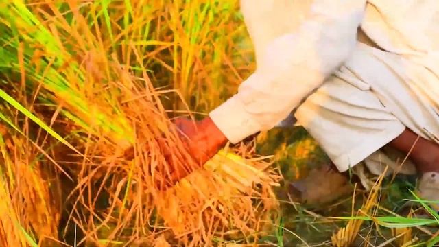 Rice Farming  | Rice Full Documentary In Punjab Village | Agriculture In Pakistan | Village Vlog