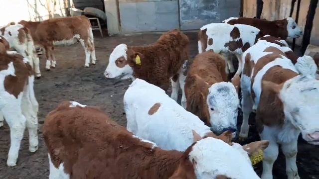 %СИММЕНТАЛ  БУЗОКЧАЛАР  ОНА  КОРНИДА  КЕЛГАН СОТИЛАДИ,903531913