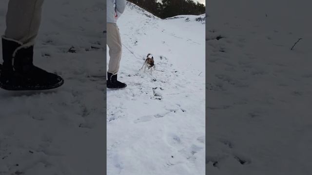 Джек Рассел Терьер Vs поводок.