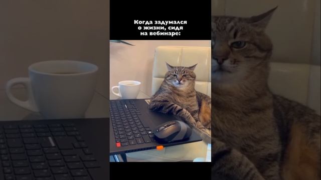 Когда сидишь на вебинаре #егэ #егэ2024 #11класс