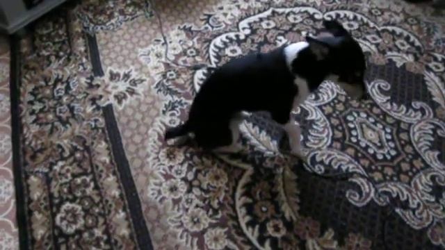 Арчи-поющая собака.avi