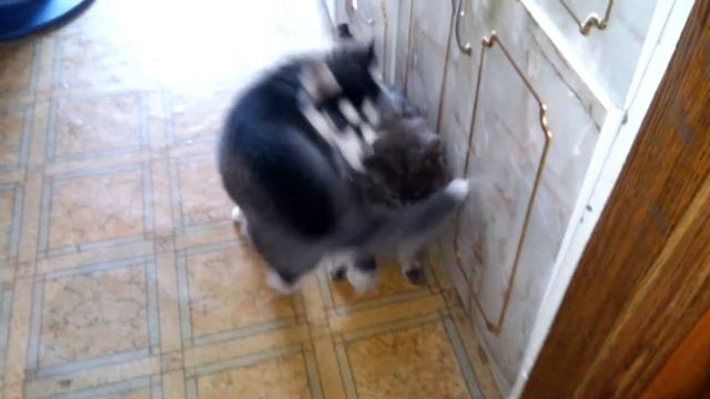 Дружба кота и собаки, но не на долго. Смотреть до конца!!!