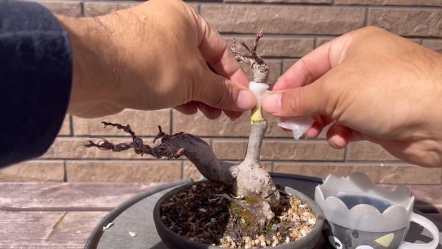 【モミジ】2段階取り木は3月！6月！おすすめの用土。初心者でも簡単に確実に出来る取り木。兼進さん、修理ありがとうございました。【盆栽】
