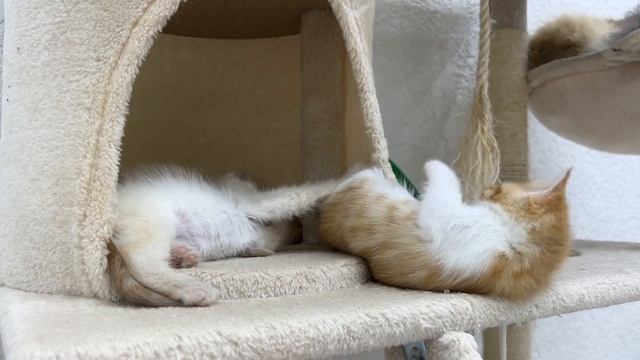 The Cat Meows And Calls The Kittens To Feed Them