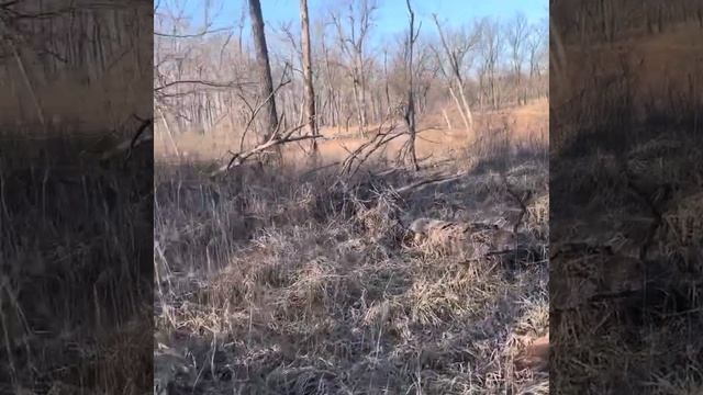 Took Two Puppy Out Hunt Today They Never See A Hog Before And They Actually Catch One Baby Hog😀