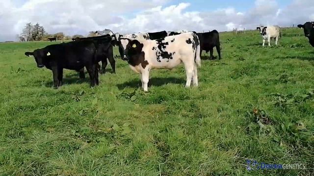 Dovea Genetics Dairy Beef Series Episode 1