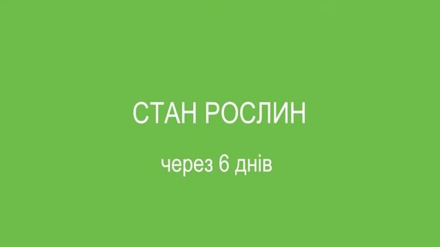 АНТИСТРЕС-ПІДЖИВЛЕННЯ СОНЯШНИКУ ДОБРИВАМИ «ЕКООРГАНІК»