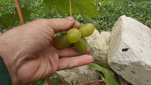 грядут осенние заморозки. пытаюсь подстраховаться.