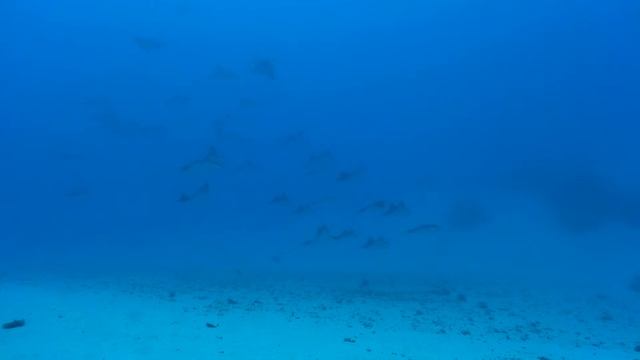 My Dive With Topdive Bora Bora On  2017 04 13