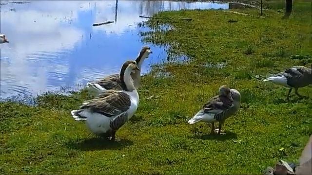 гиси, гуси га га га