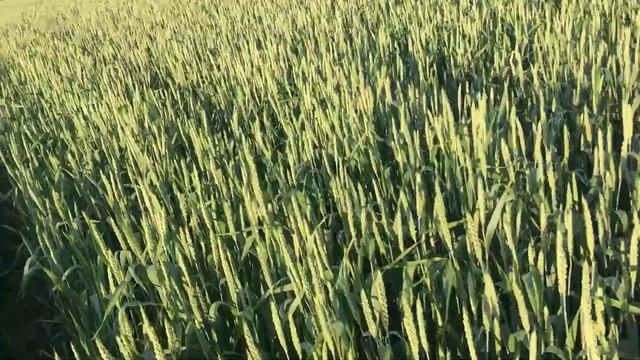 Пшеница 🌾 28 мая