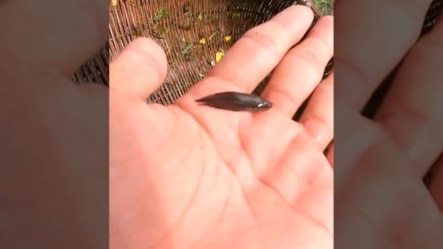 A8f11a8d9ad1a3db0aa0825752c334a9