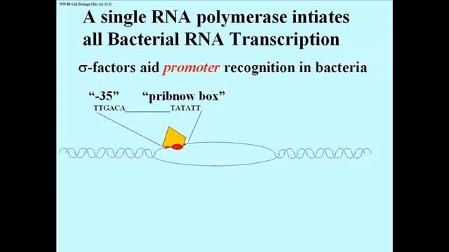 191 Details Of ProkaryoticTranscription