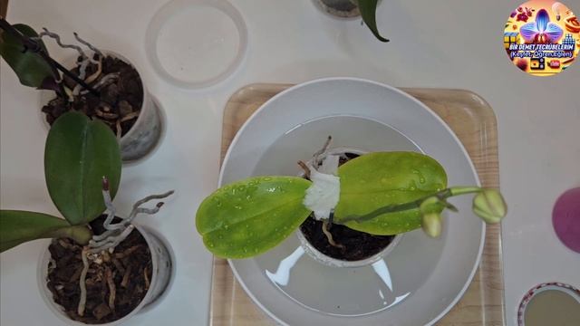 25e879d50ede8a57f4c20c6f9305ae1e