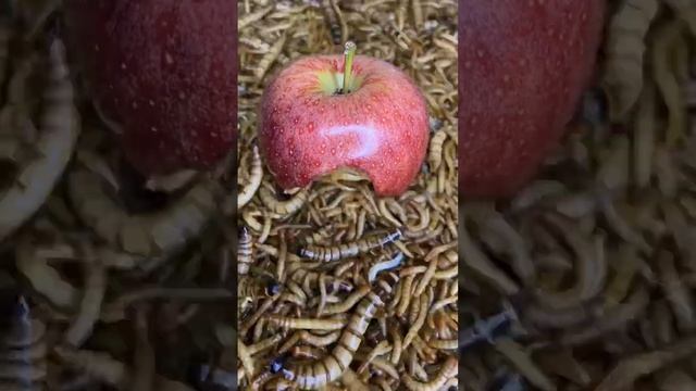 GUSANOS Vs MANZANA #insects #timelapse #worms