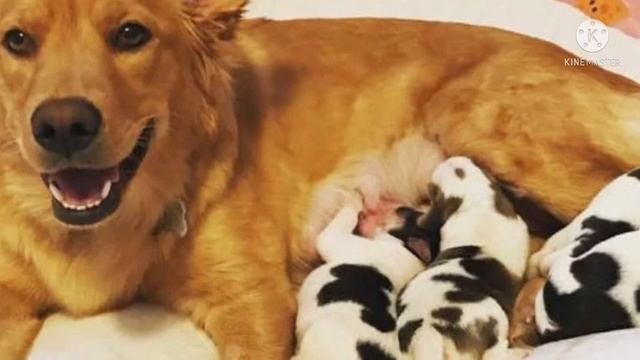 Собака родила каких то странных щенков, которые оказались во все не теми кем кажутся