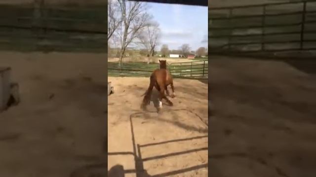 Chrome- Walk, Trot , Canter Counterclockwise