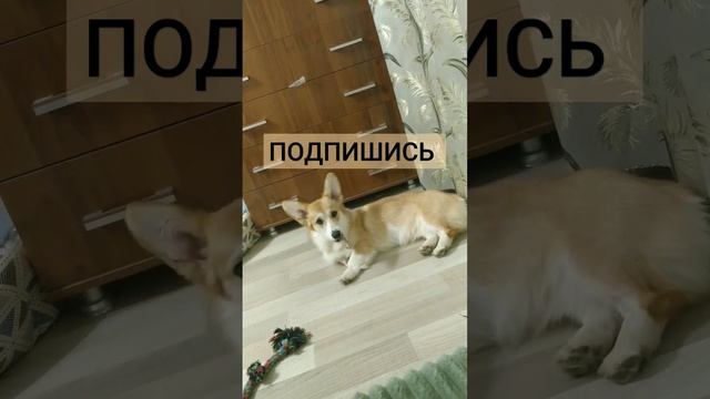 ПОДПИШИСЬ💕 #корги