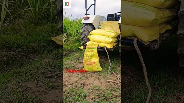 Urea #farming #sugarcane #urea #youtubeshort