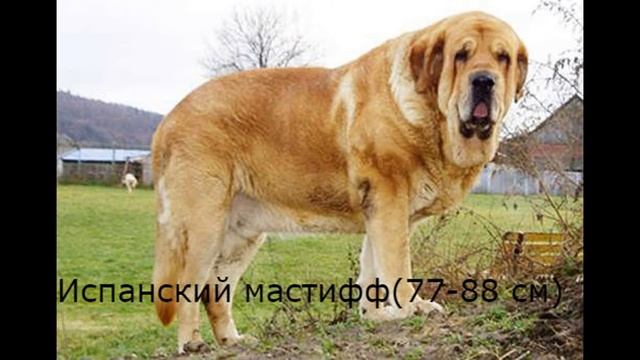 Топ 5 самых больших пород собак