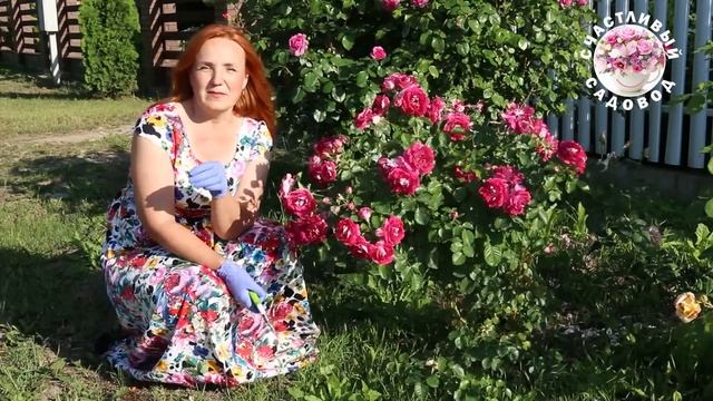 КАК ПРАВИЛЬНО ОБРЕЗАТЬ РОЗЫ РАЗНЫХ ГРУПП ПОСЛЕ ЦВЕТЕНИЯ! ОБРЕЗКА РОЗ ПОСЛЕ ЦВЕТЕНИЯ СЕКРЕТЫ САДОВОД