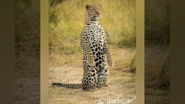 Perfect Animals Photo Moment 2