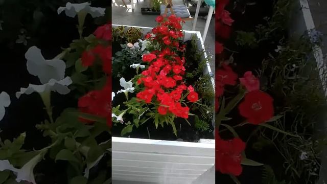 Цветочный джем 2017 год. Пересадка мяты.