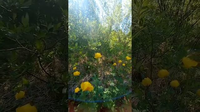 Лето на севере 💛