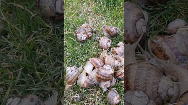 равлик Helix Aspersa Muller