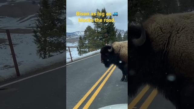 Roadblock Yellowstone-Style: The Car-Sized Bison Encounter | The Public Traveler #yellowstone #biso
