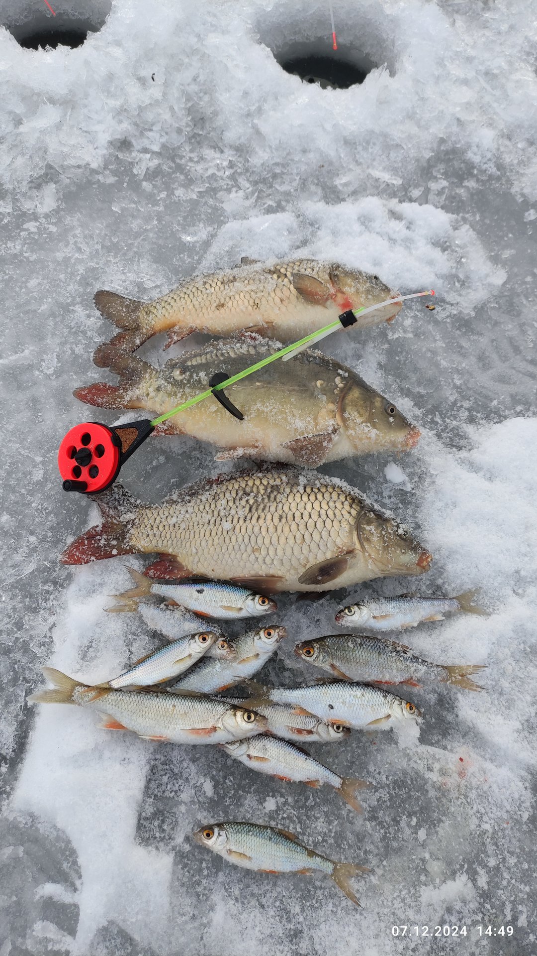 Зимняя рыбалка 2024-2025. Поймал карпов. Рыбалка на льду #fishing #рыбалка #карп #отдых #зима2025