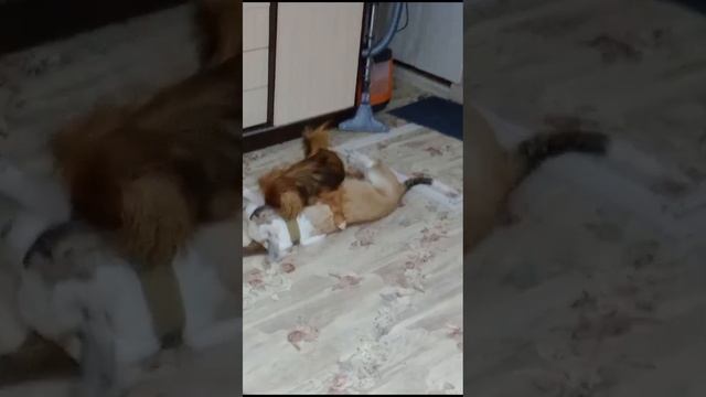 Джесси и Соня