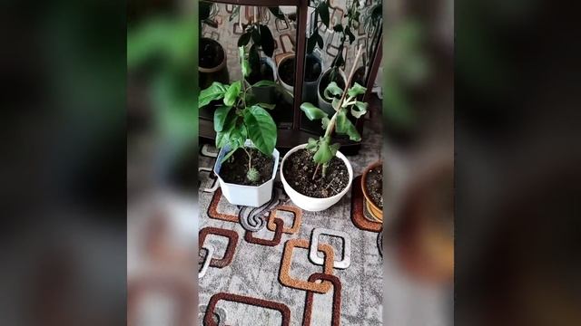 Дистанційне заняття в садочку 