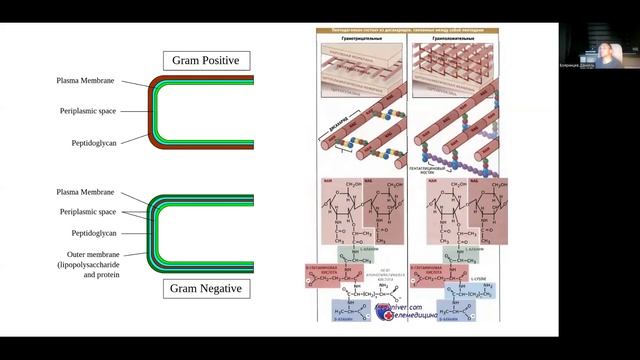 Молекулярные механизмы действия антибиотиков. Молекулярные механизмы формирования резистентности