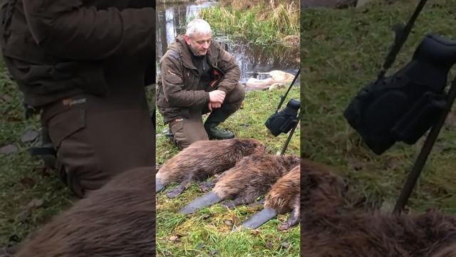 Охота на бобра Belarus #охота #dmitriysumrak