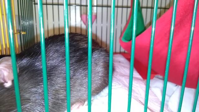 Рексона. Дыхание