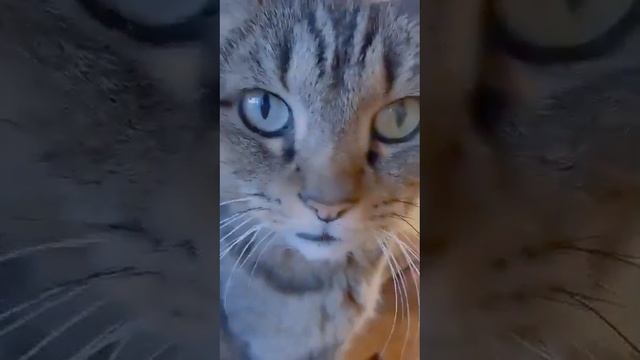 и вот еще мой котейка)))🐱🐱🐱